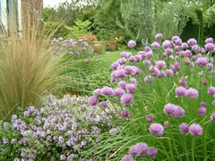 The Herb Garden - Thyme and Chives